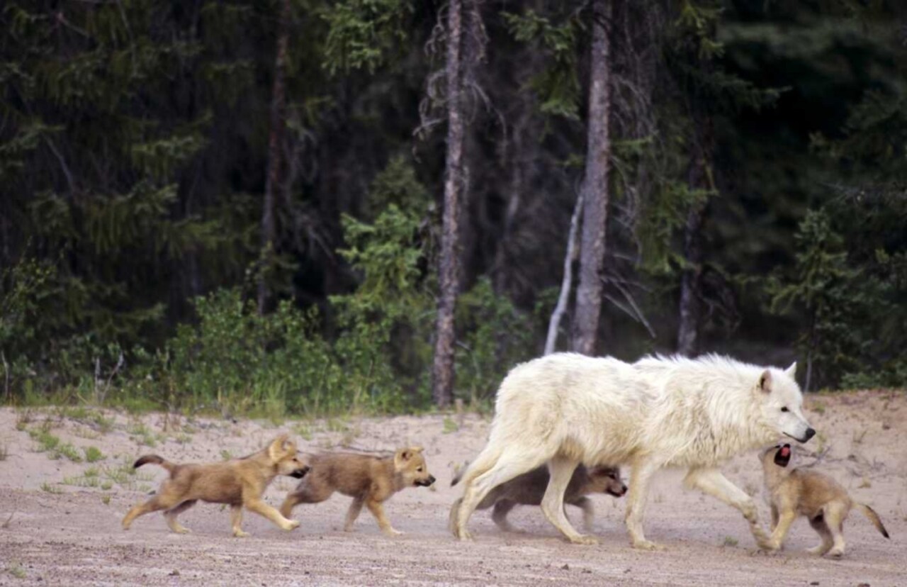 Canada, Great Slave Lake Wild gray wolf and pups by Dave Welling - Item # VARPDXCN06BJA0000